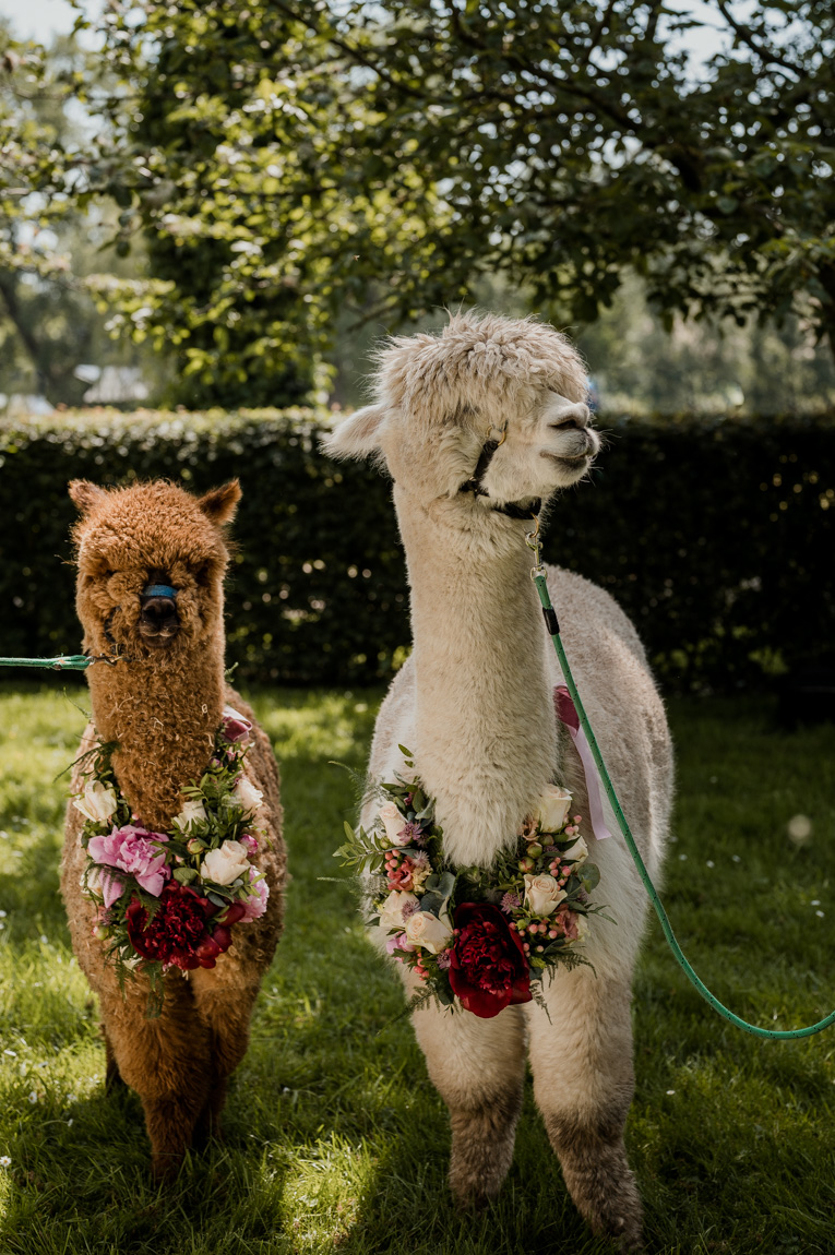 Dayofmylife,bruidsfotografie,kampen,trouwen,bruidspaar,fotoshoot,trouwfotograaf,overijssel,alpacas-51